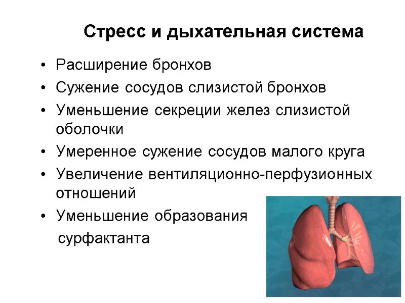 Стресс и дыхательная система Расширение бронхов Сужение сосудов слизистой бронхов Уменьшение секреции желез слизистой